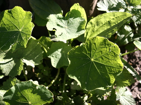 A capuchinha ou chagas (Tropaeolum sp.), além do efeito ornamental (como trepadeira) no jardim, é utilizada como planta armadilha: atrai algumas pragas (afídeos) e liberta as outras culturas.